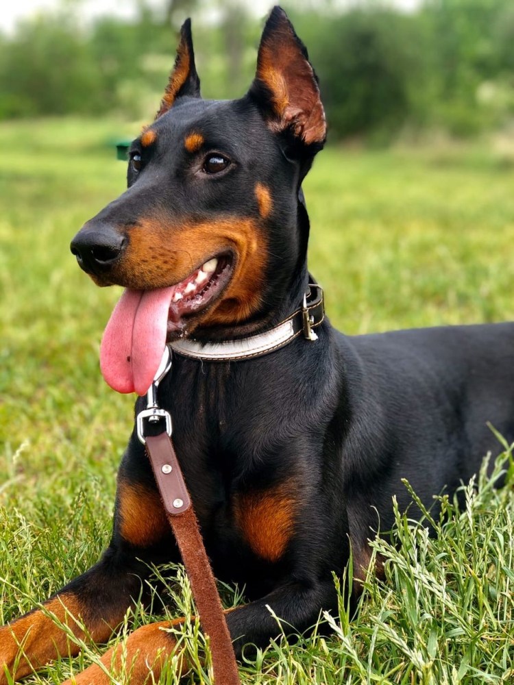 Доберман белый