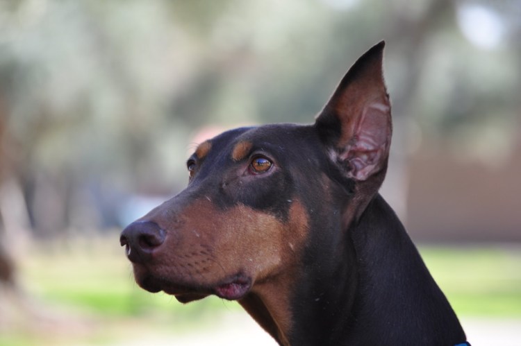 Королевский Доберман