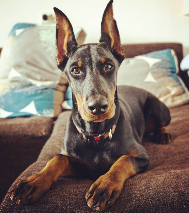 Доберман Изабелла