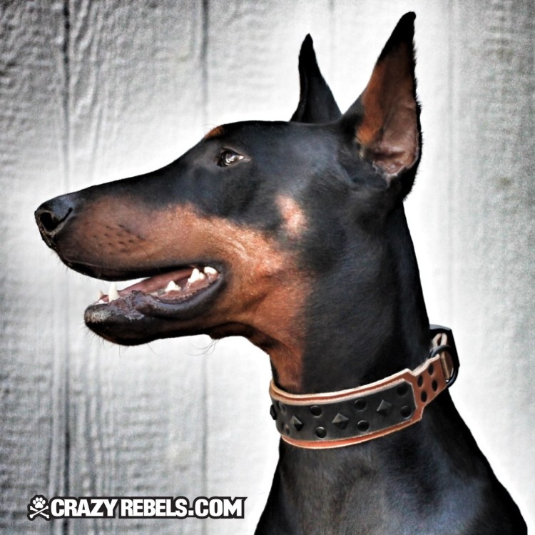 Нападающий Доберман
