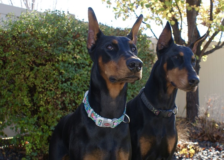 Доберман-пинчер шоколадный