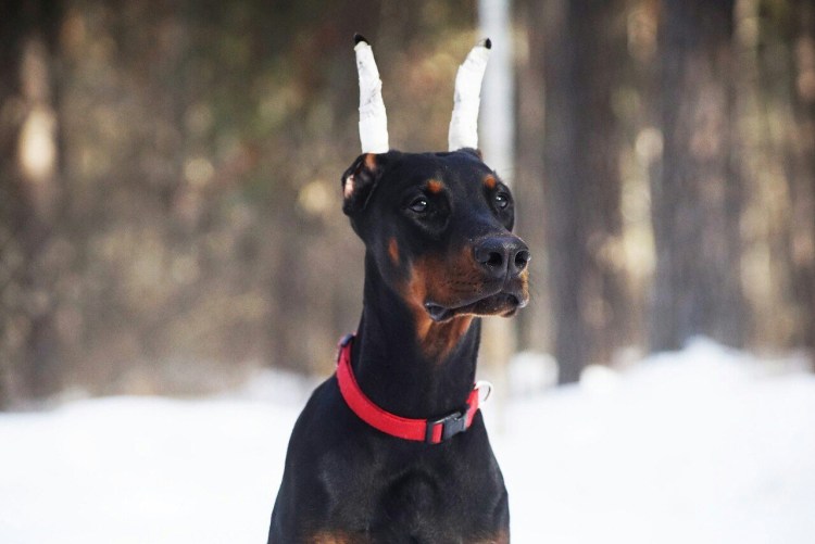 Изабелловый Доберман