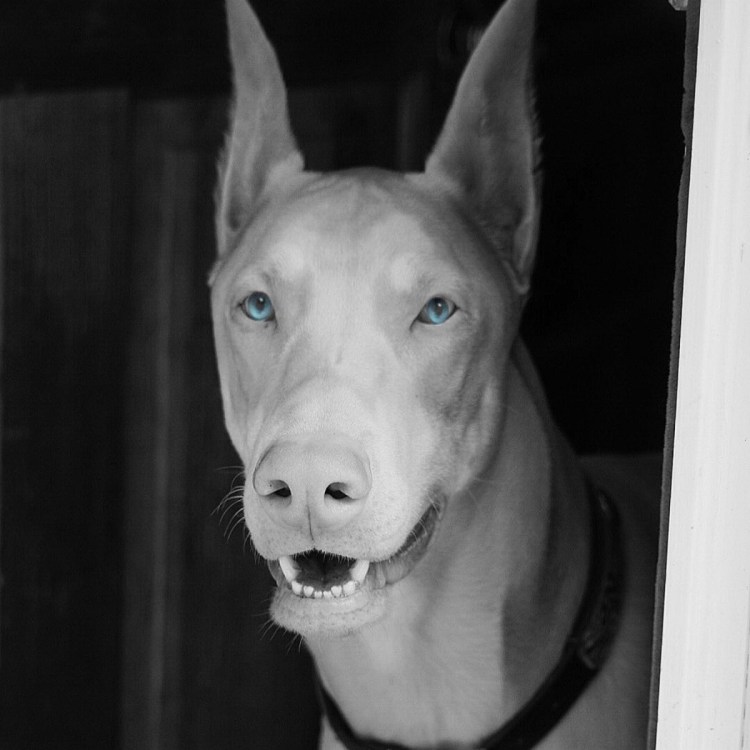 Доберман с разными глазами