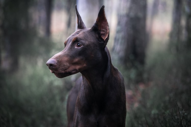 Доберман-пинчер альбинос