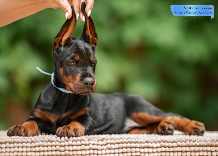 Собака Доберман альбинос