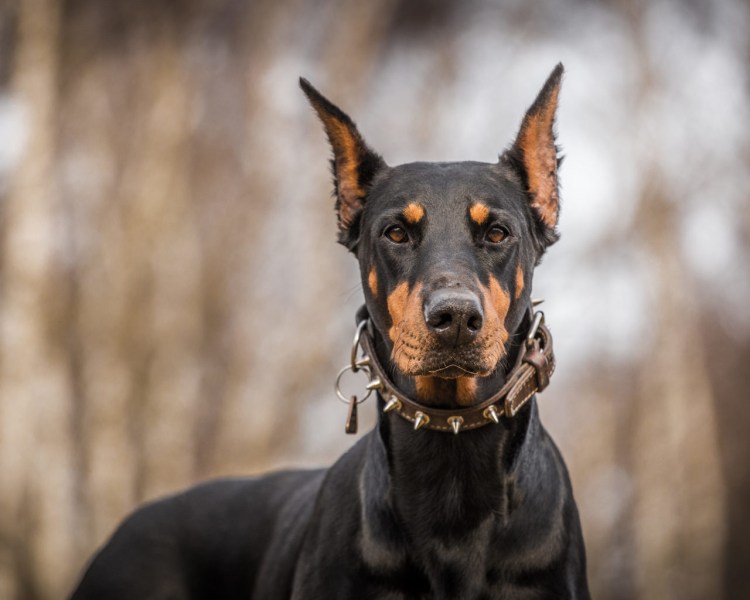 Доберман окрасы