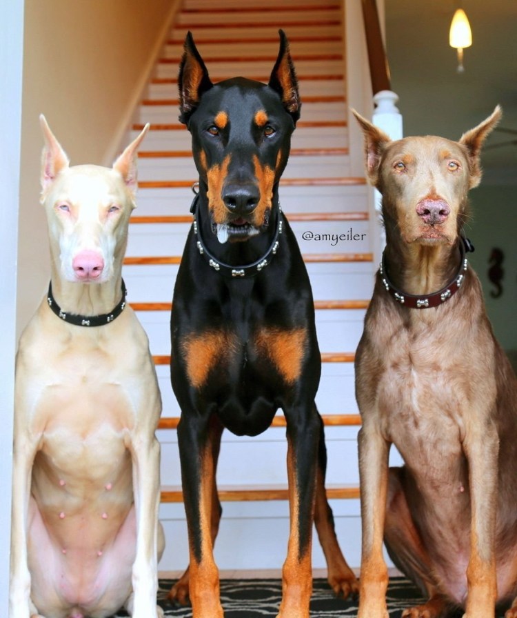 Доберман-пинчер шоколадный