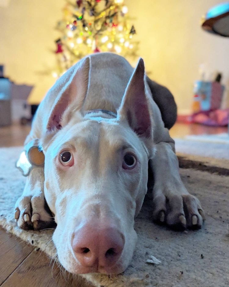 Доберман альбинос