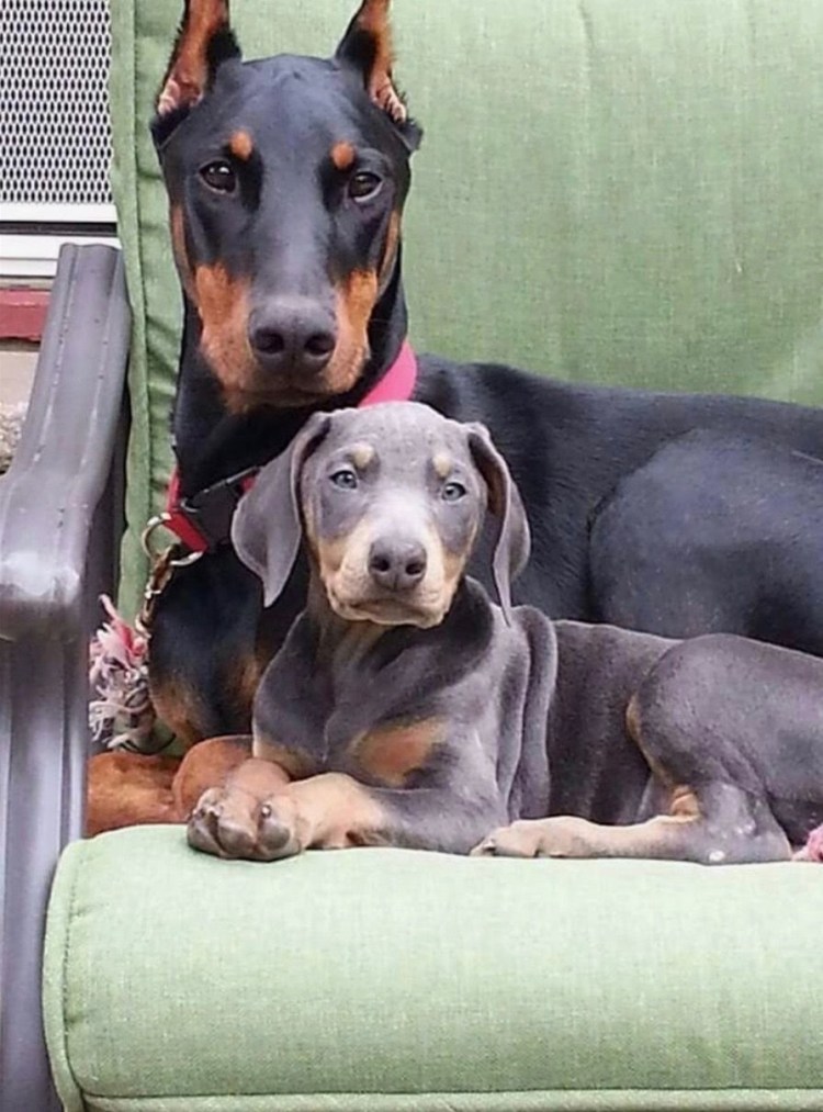 Счастливый пёс Доберман