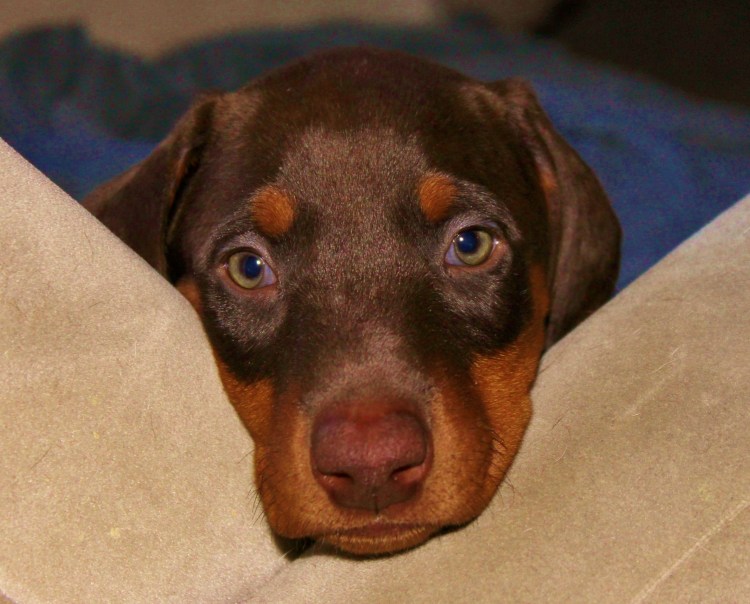 Персиковый Доберман