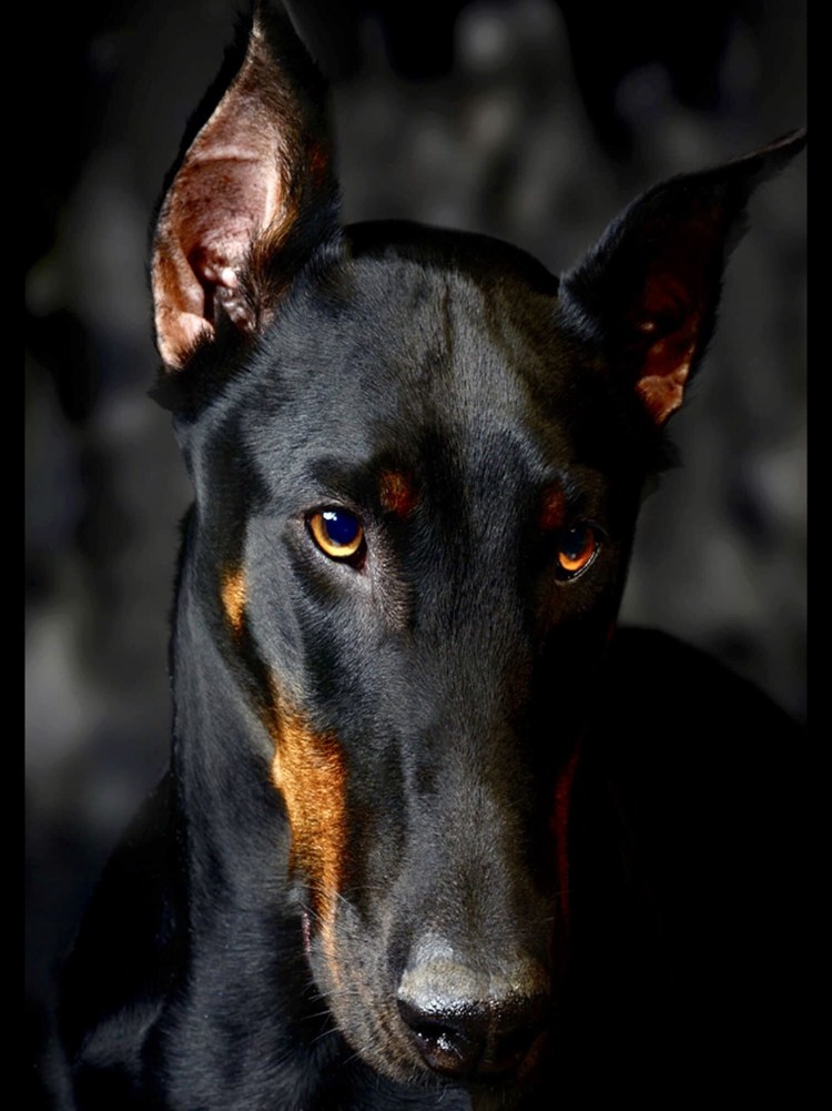 Щенок добермана голубой