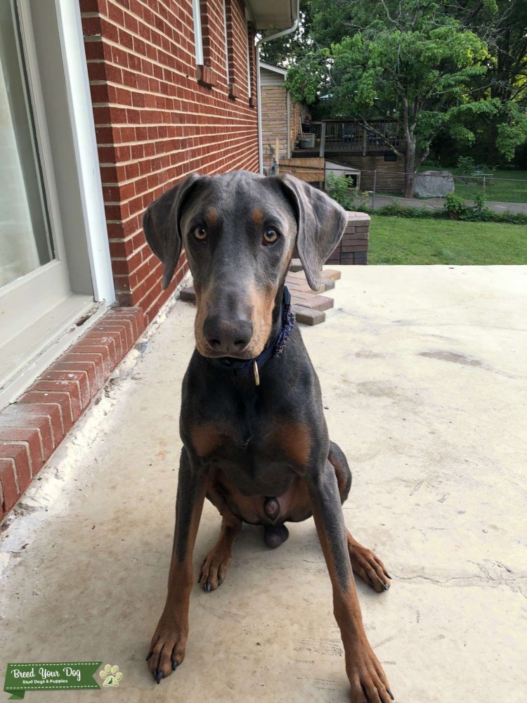 Доберман пинчер голубой