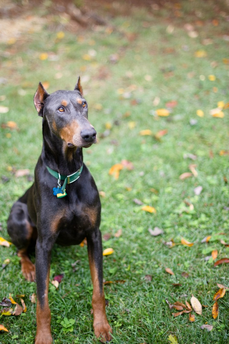 Доберман некупированный