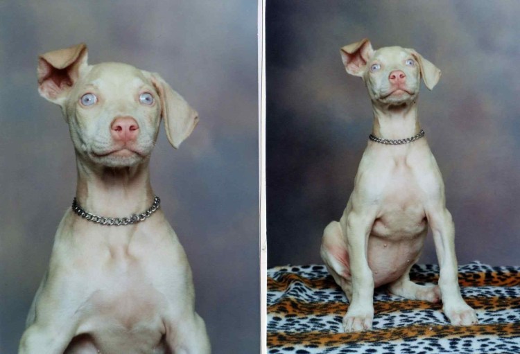 Доберман меланист