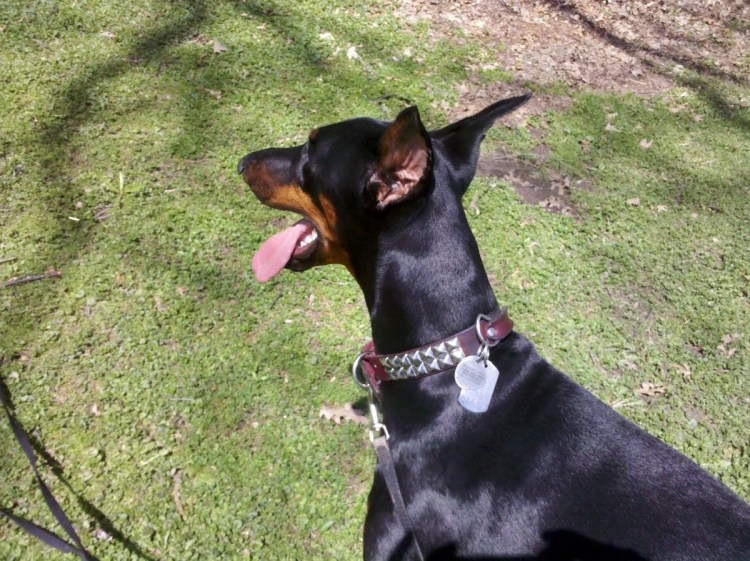 Королевский Доберман