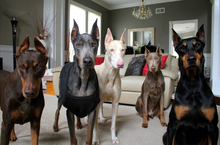 Доберман белый