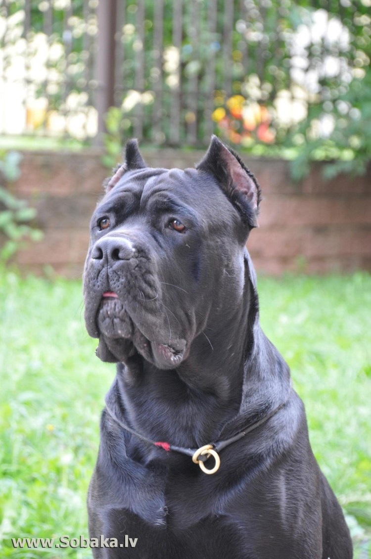 Кане Корсо собака