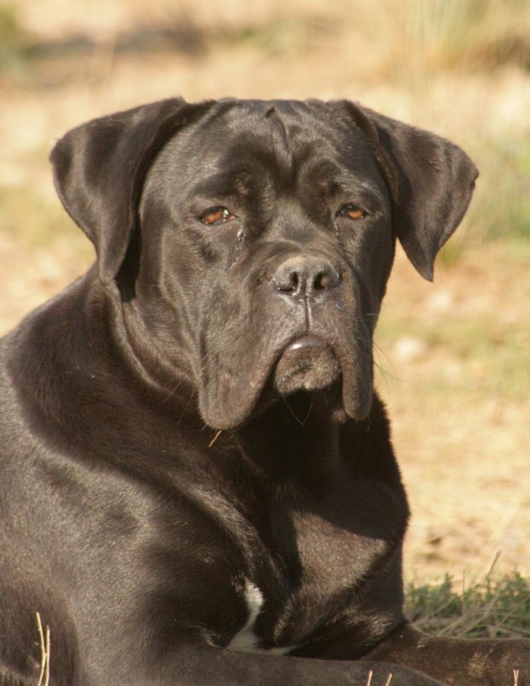 Кане Корсо некупированный