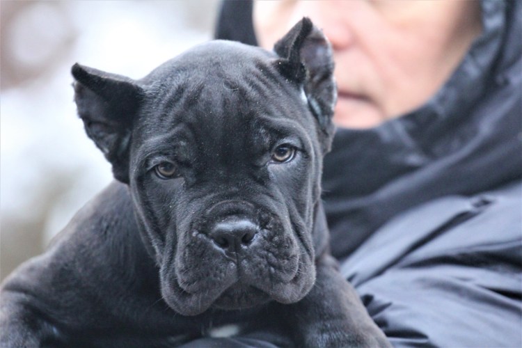 Кане Корсо собака