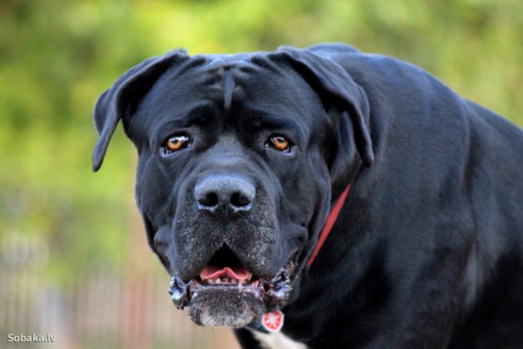 Итальянская порода собак Кане Корсо
