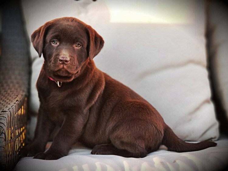Альма шоколадный лабрадор