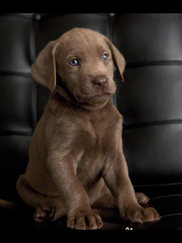 Шоколадный лабрадор ретвилер