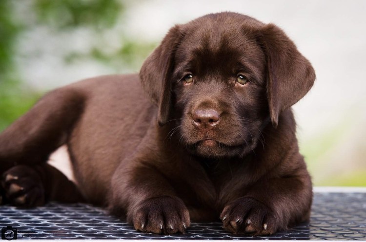 Лабрадор коричневый щенок