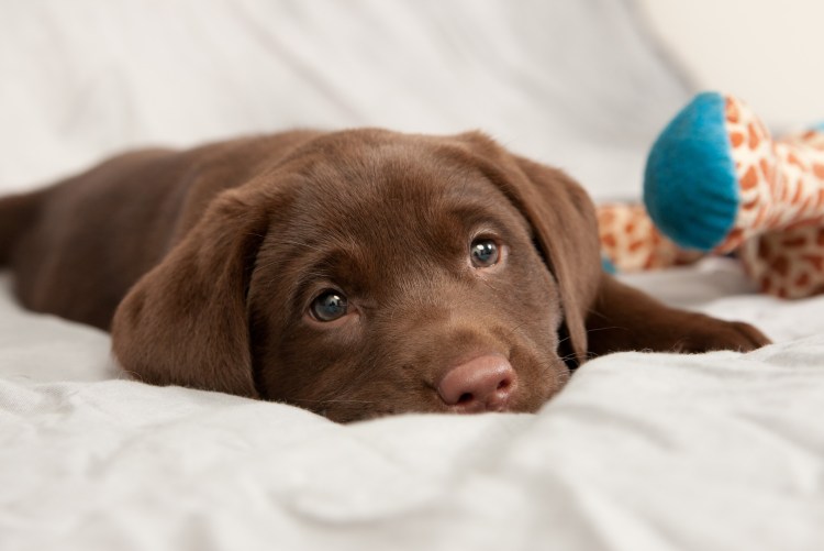 Метис овчарки шоколадного окраса