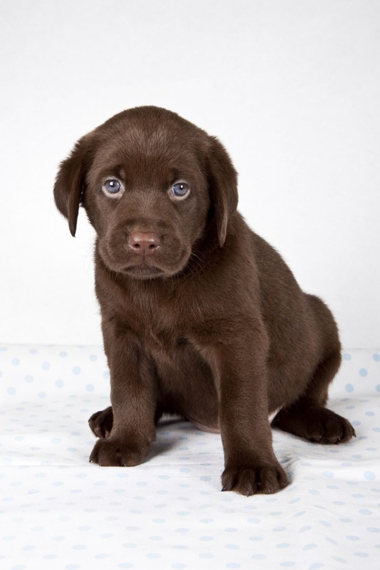 Лабрадор щенок шоколадный с голубыми глазами