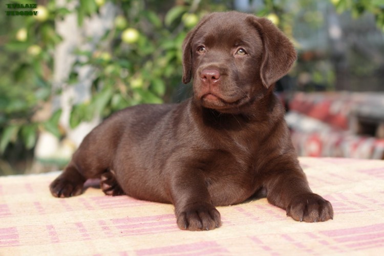 Щенки лабрадора коричневые и черные