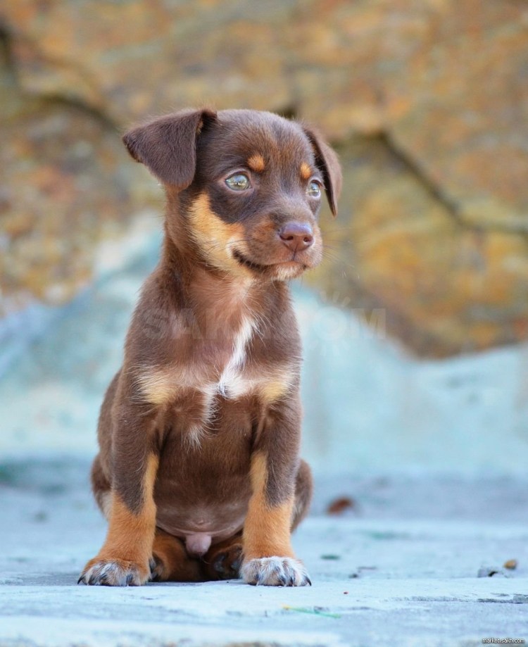 Шоколадный Паттердейл терьер