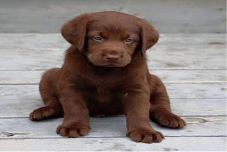 Лабрадор коричневый щенок
