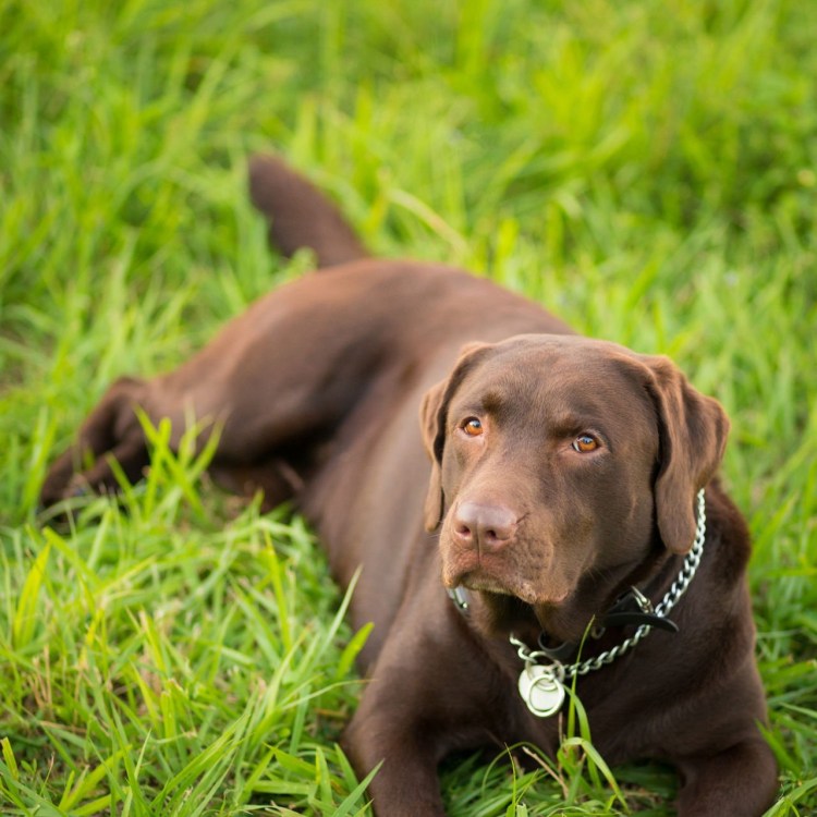 Лабрадор гладкошерстный