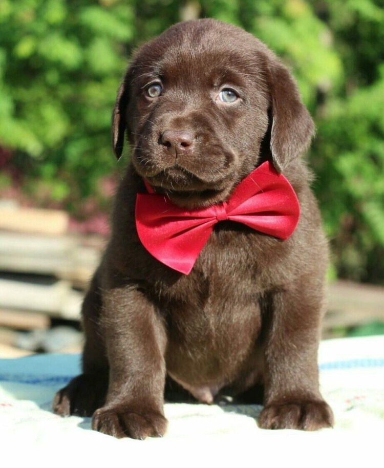 Лабрадор ретривер шоколадный