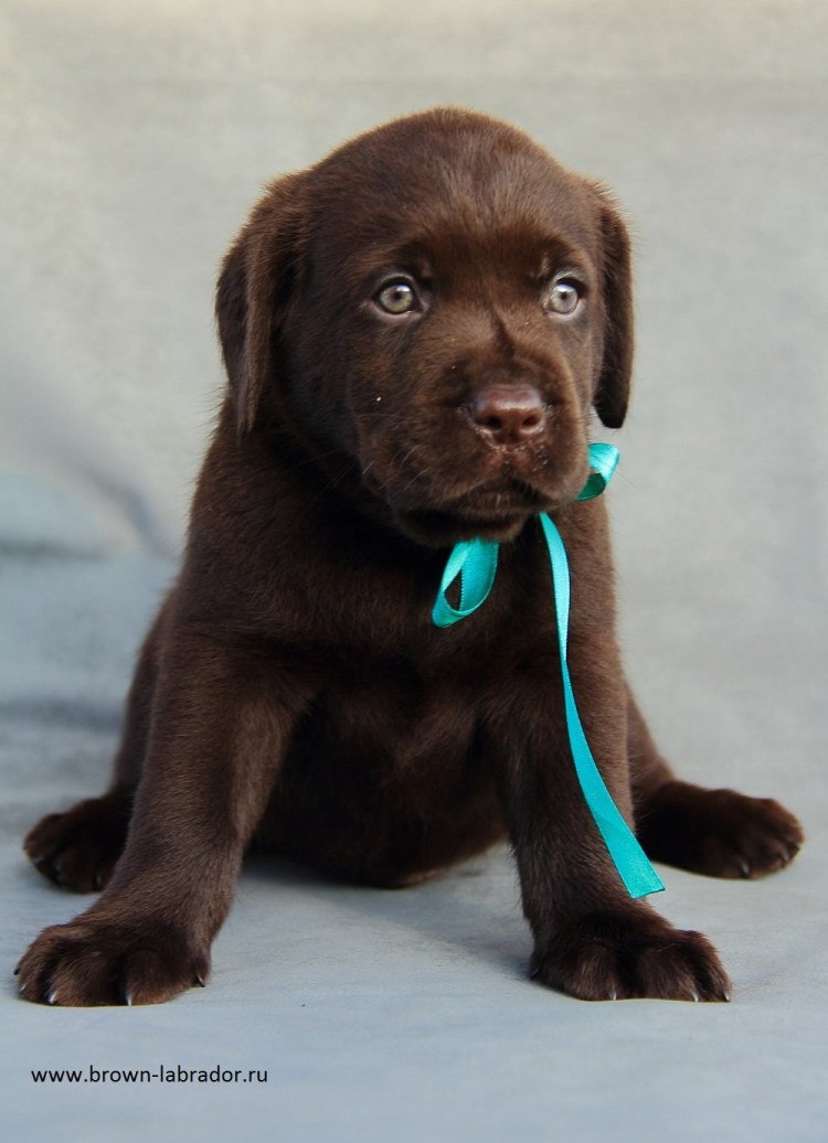 Лабрадор ретривер стандарт породы окрас