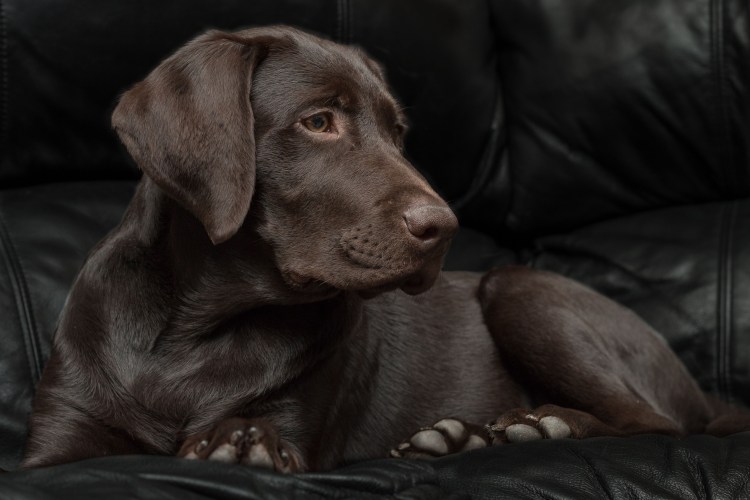 Лабрадор ретривер