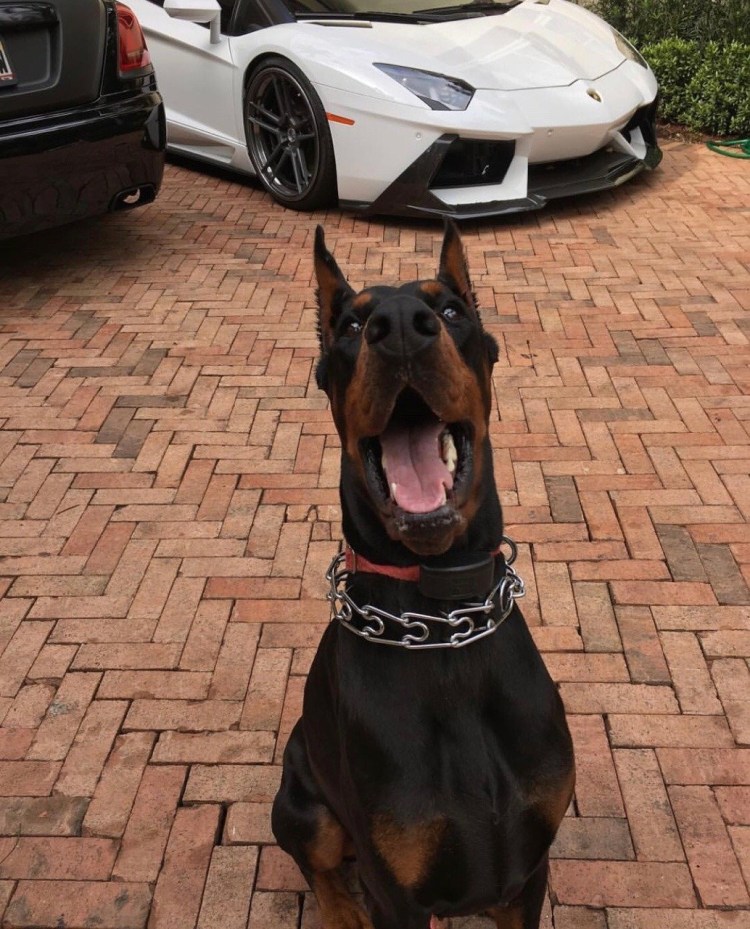 Доберман и Мерседес