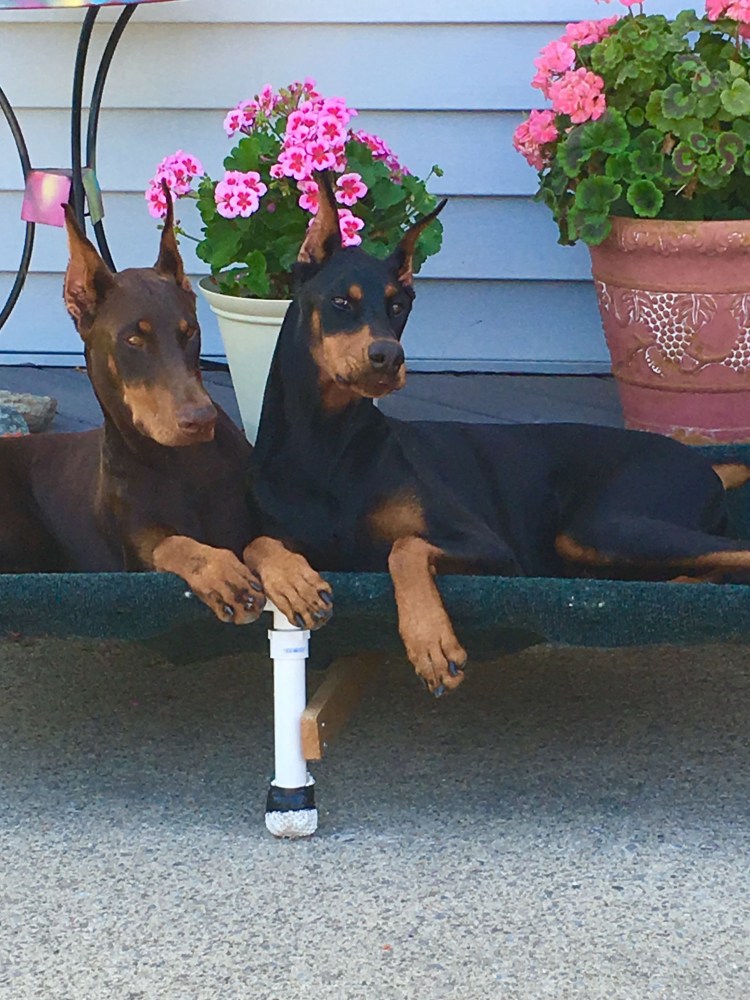 Доберман пинчер голубой