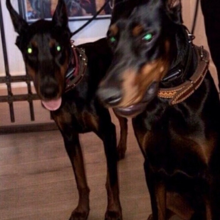 Доберман Эстетика