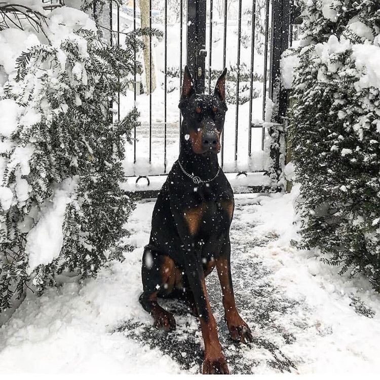 Доберман капюшоне Доберман