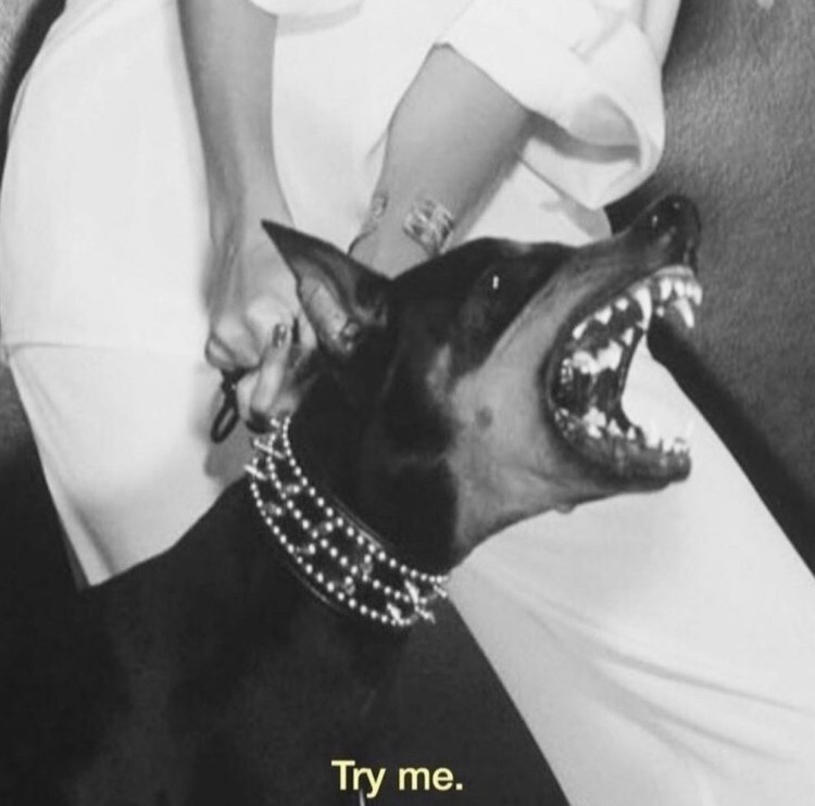 Доберман Алекс