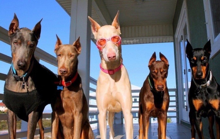 Доберман-пинчер альбинос