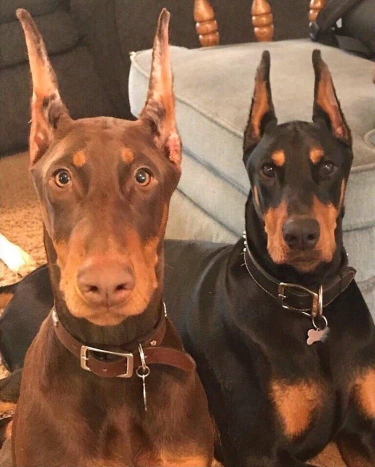 Сохраненки с собаками доберманами