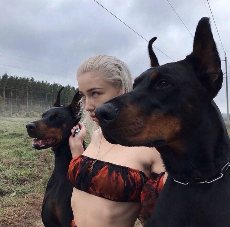 Доберман Эстетика Пинтерест