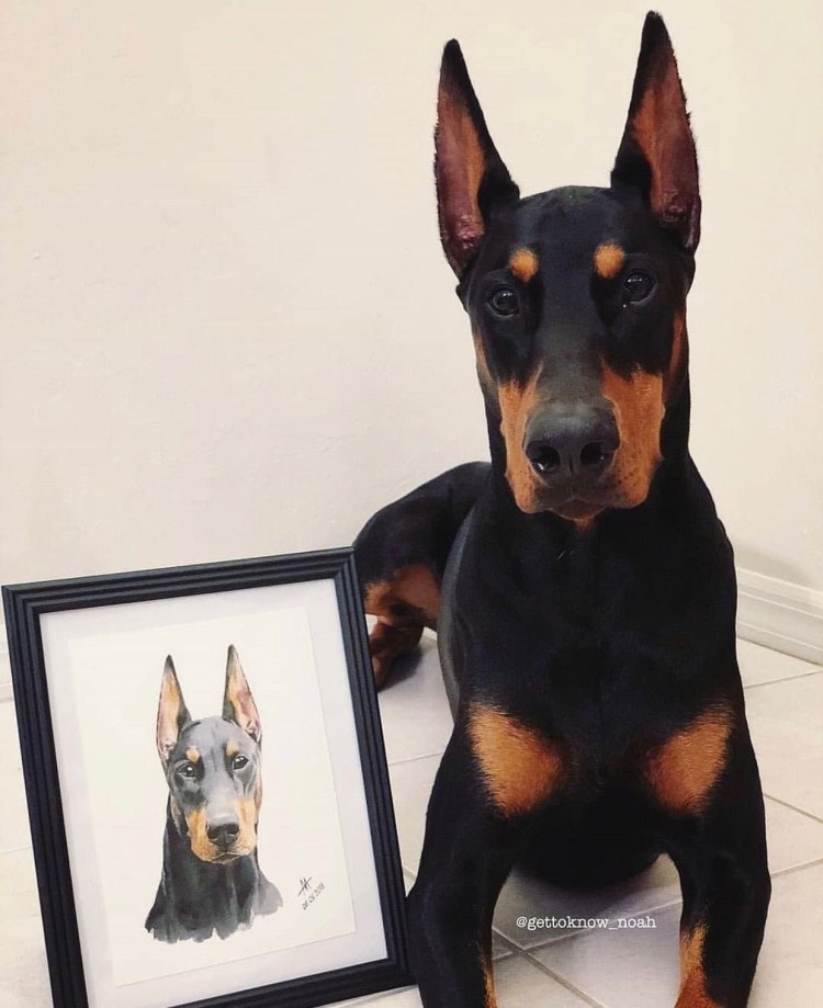 Доберман пинчер любовь