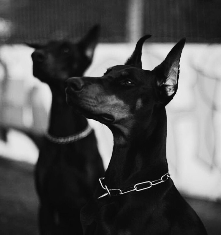 Доберман Эстетика