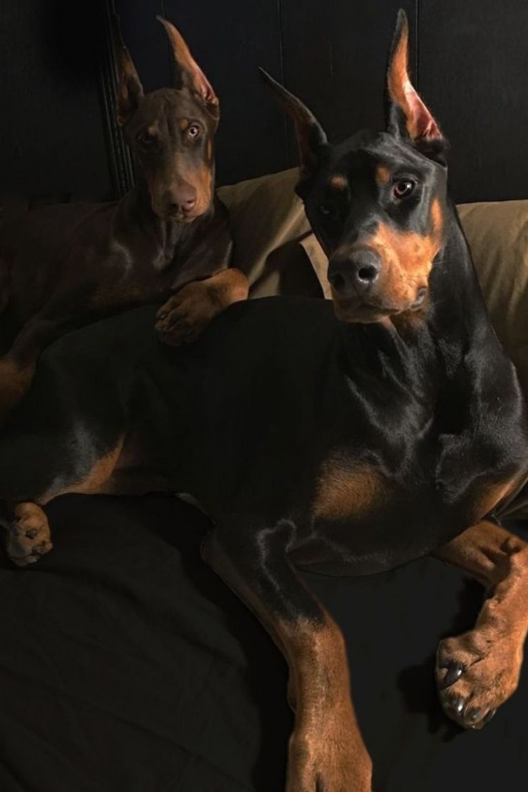 Доберман с цепью