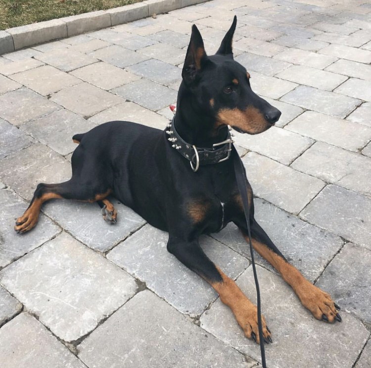 Доберман Дины Саевой