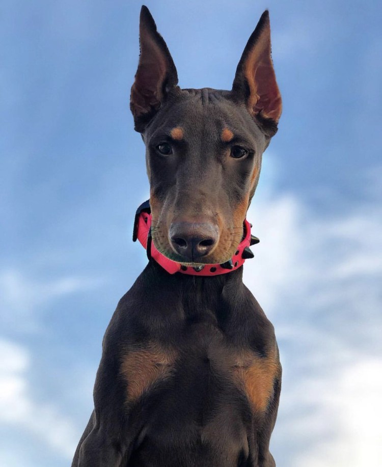 Собаки Доберманы опасные