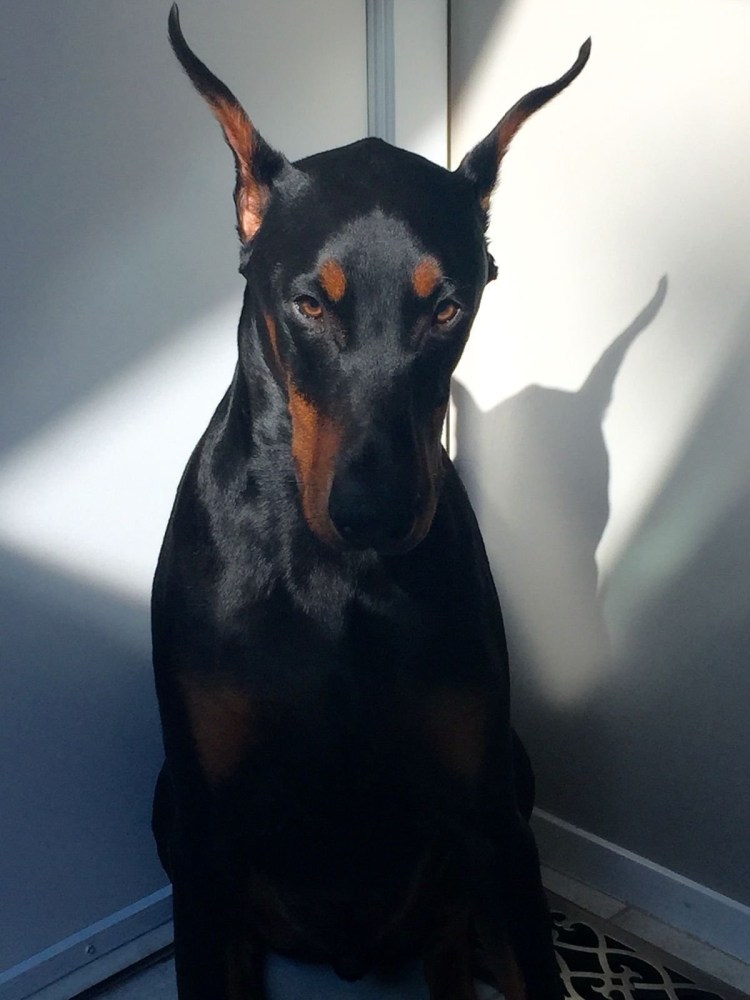 Доберман Европейский